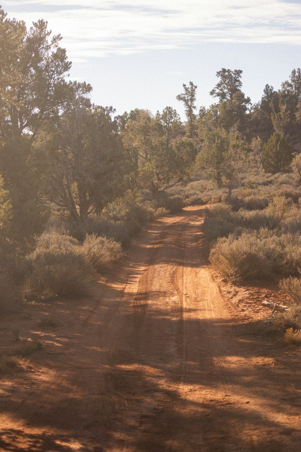 a dirt road surrounded by trees and bushes