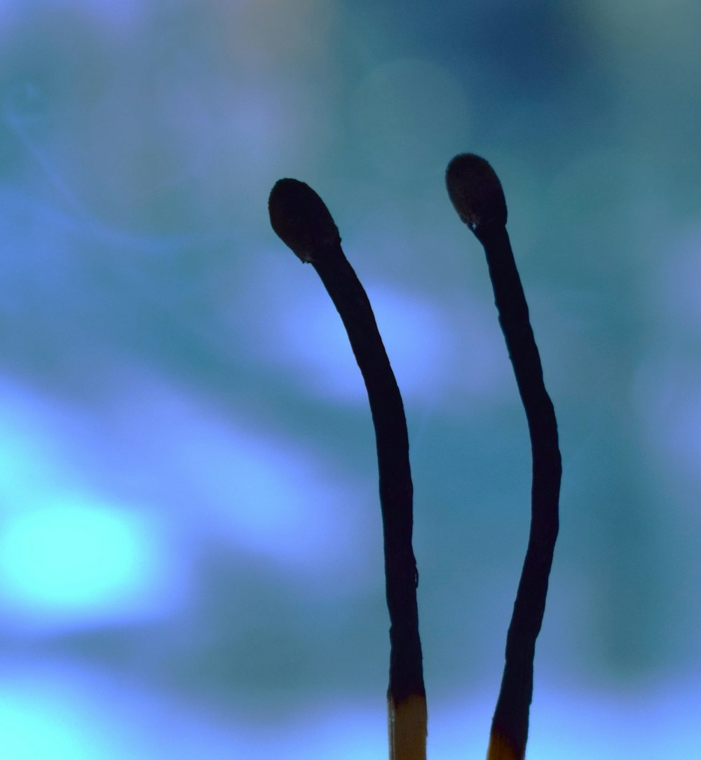 a close up of a pair of black stems