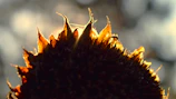A close-up of a vibrant sunflower head glowing under morning sunlight.