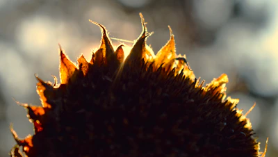 A close-up of a vibrant sunflower head glowing under morning sunlight.