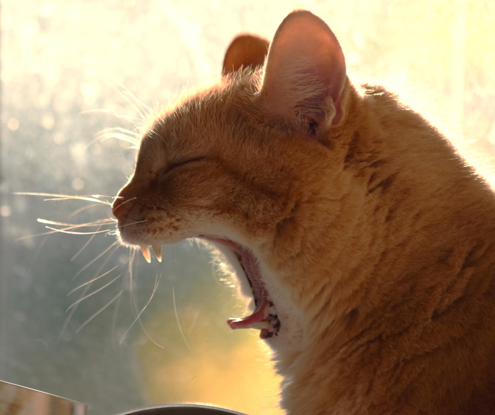 an orange cat yawns while sitting on a window sill