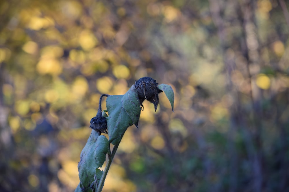 a close up of a plant with a blurry background