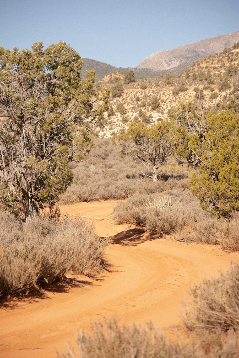 a dirt road surrounded by trees and bushes