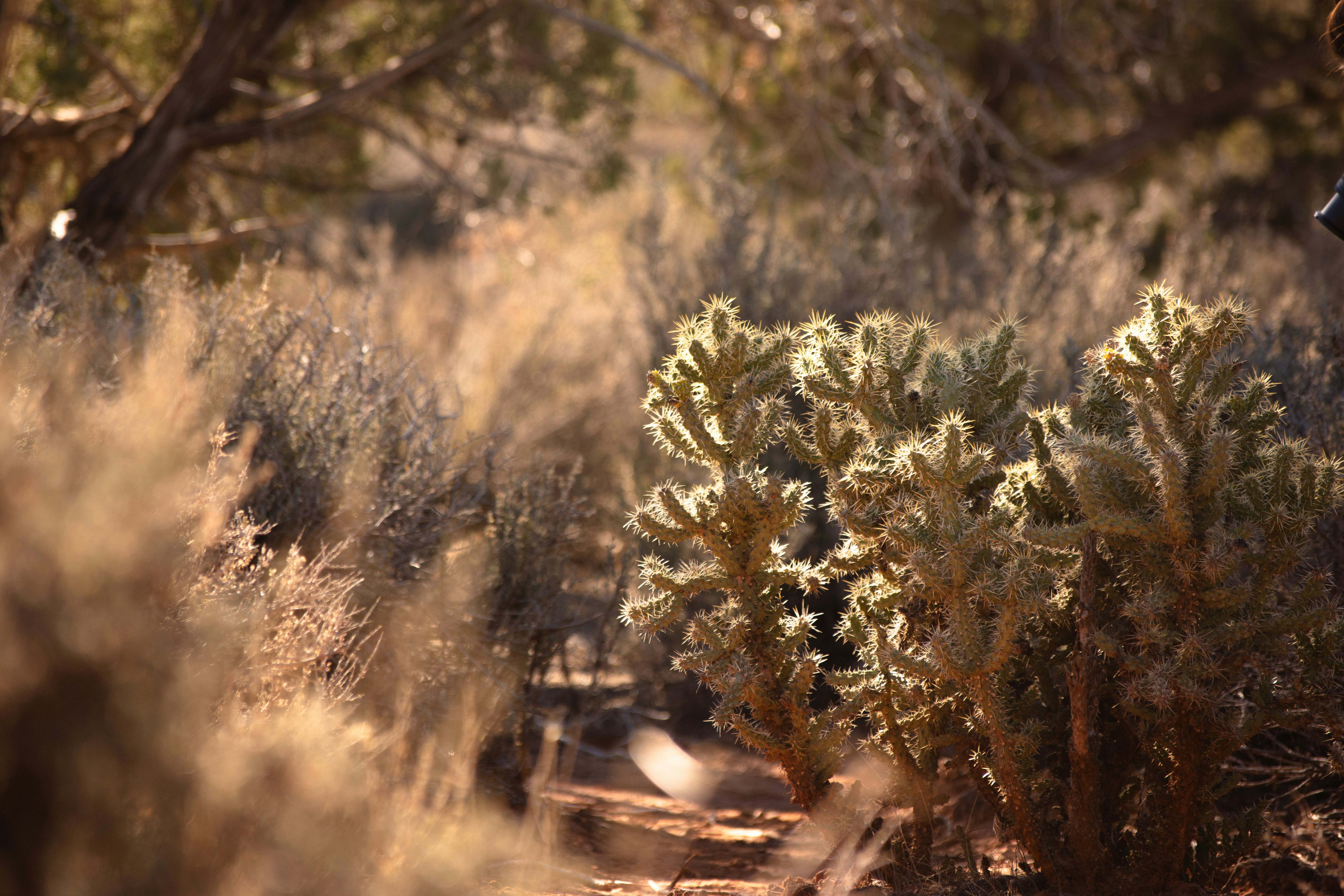 Photo by alexmoliski