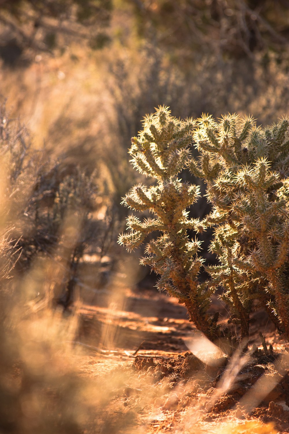 Un cactus en medio de un camino de tierra
