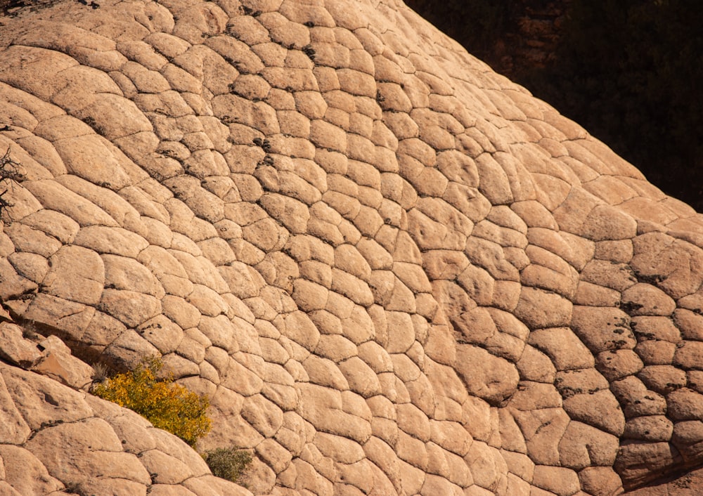 a giraffe standing on top of a large rock