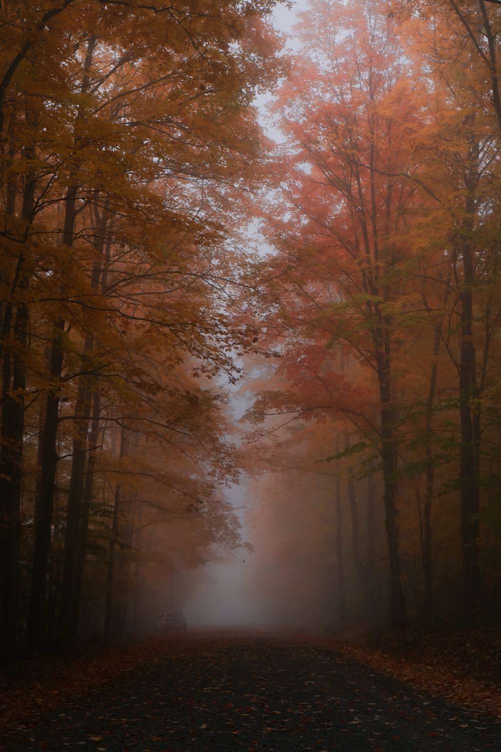 a foggy road surrounded by trees and leaves