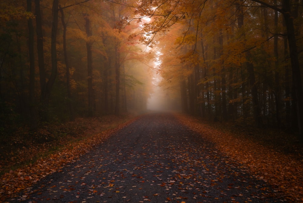 Une route au milieu d’une forêt avec beaucoup de feuilles sur le sol