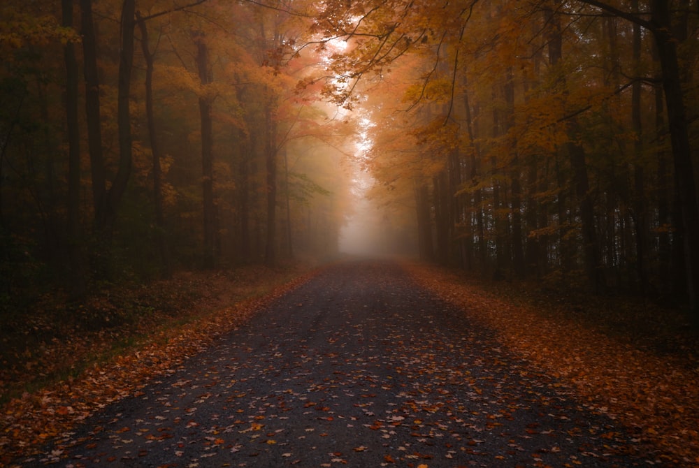 a road in the middle of a forest with lots of leaves on the ground