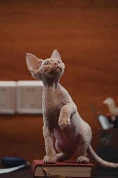 A hairless cat with wrinkled skin stands on all fours on a closed, red book. The background reveals a brown wall and visible electrical outlets, with a blurred view of desk items.