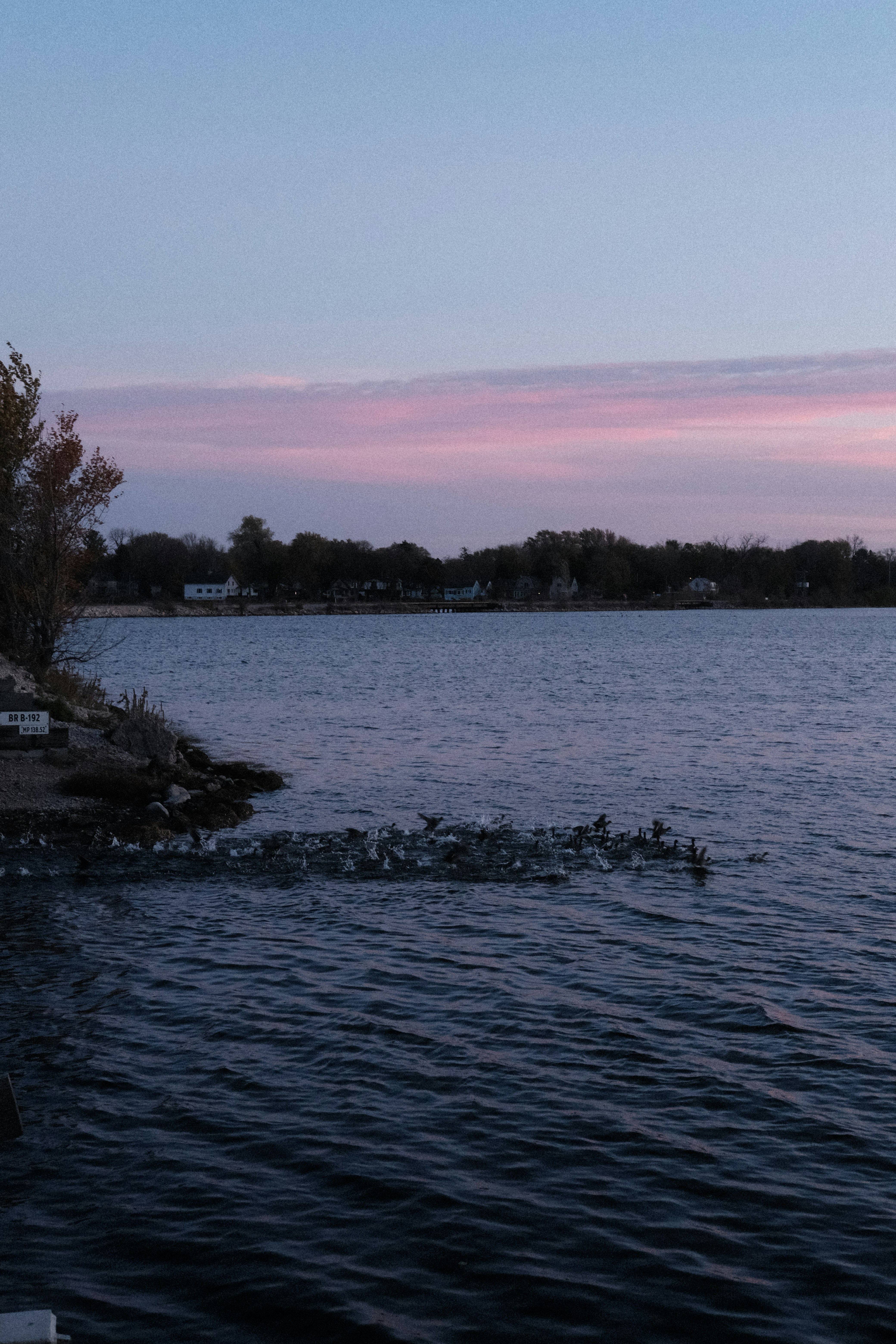 a body of water with ducks swimming in it