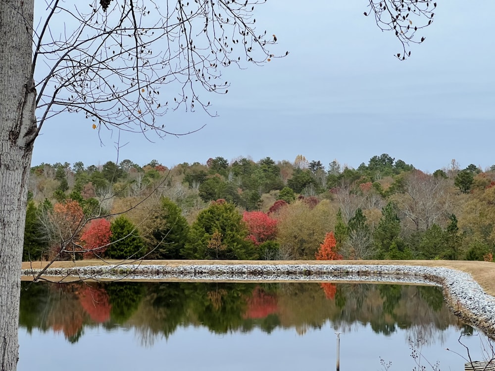 a pond surrounded by a forest with lots of trees