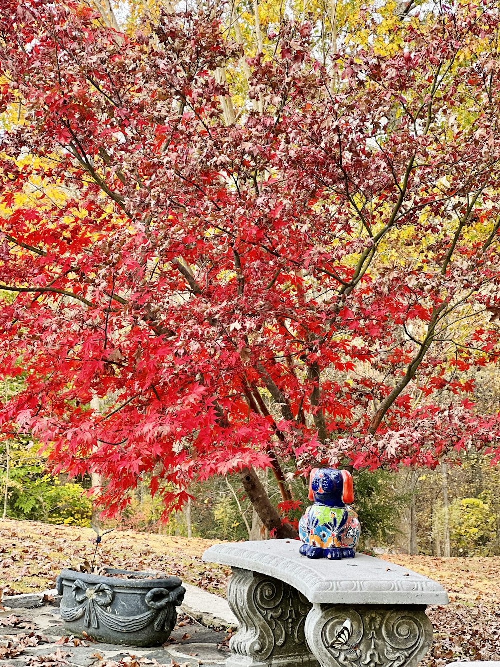 a bench in front of a tree with red leaves