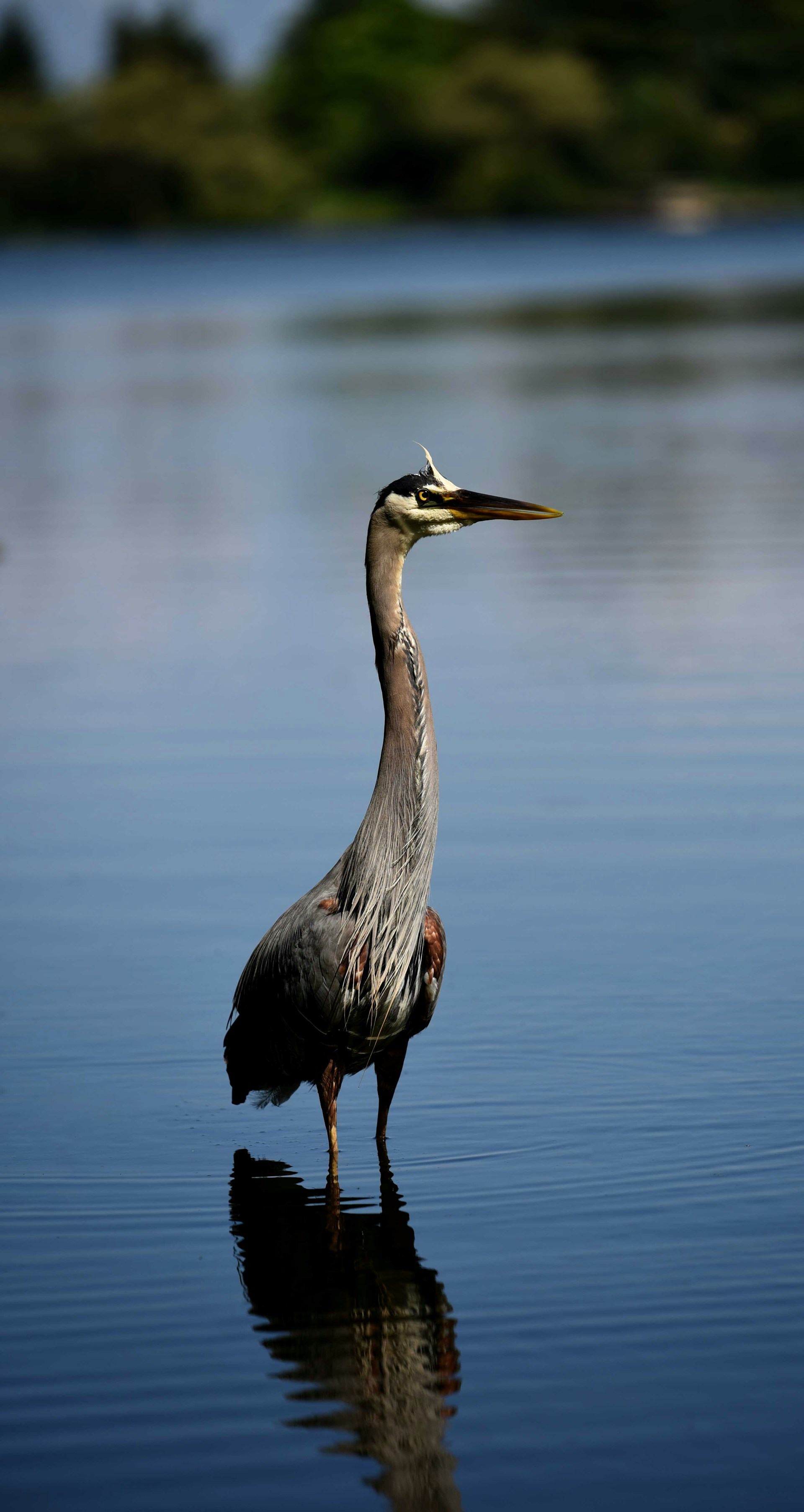A serene shot of a blue heron standing gracefully in a misty marsh at dawn, with gentle ripples in the water reflecting the soft morning light.