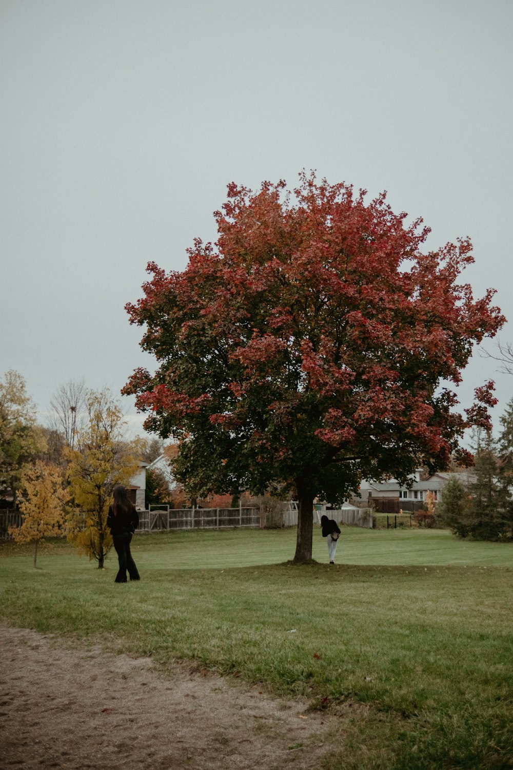 a person standing under a tree in a field