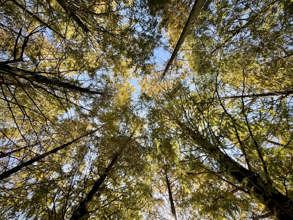 looking up at the tops of tall trees