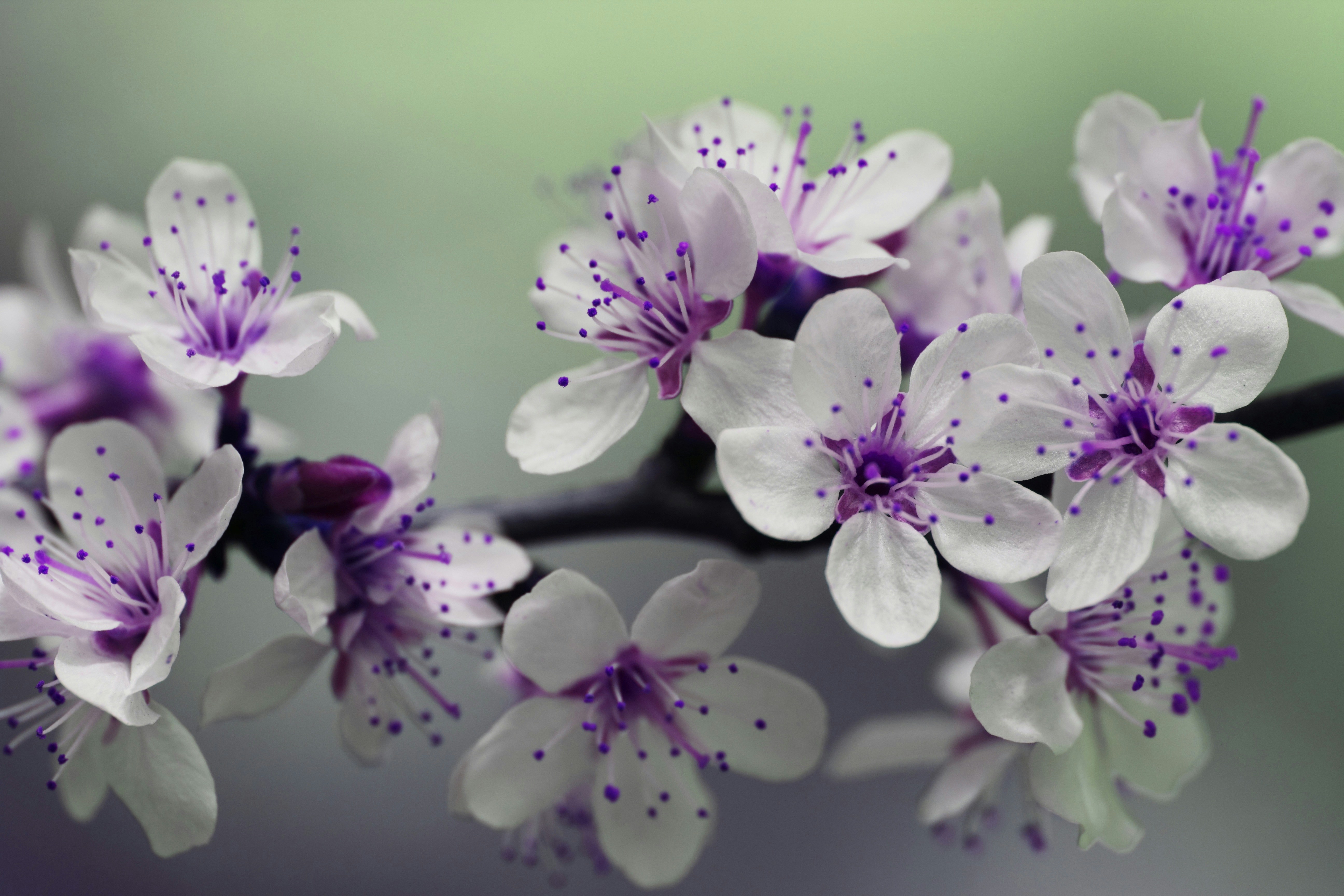 ein Strauß lila und weißer Blumen an einem Zweig