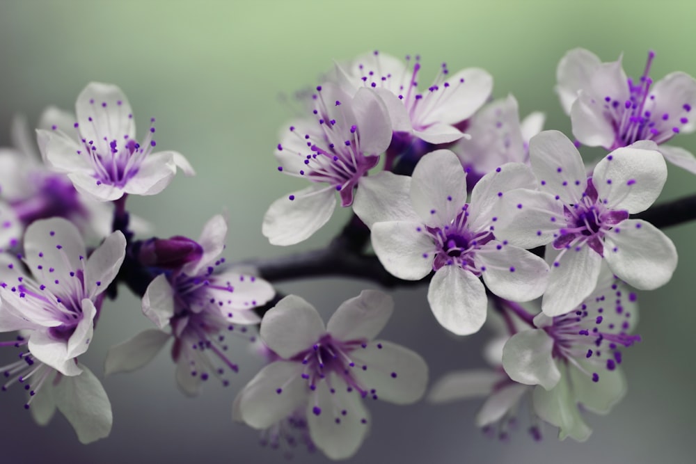 a bunch of purple and white flowers on a branch