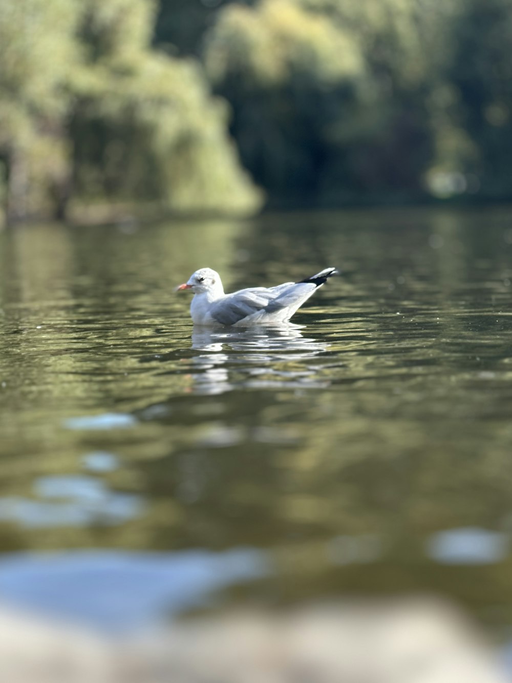 a seagull floating on a lake with trees in the background