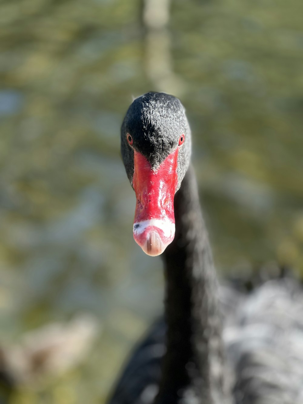 a close up of a black swan near a body of water