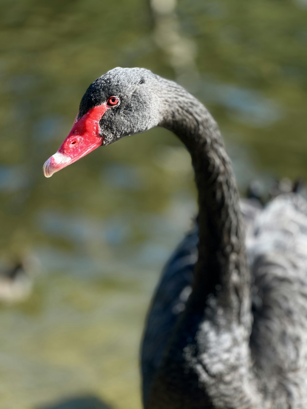 a close up of a black swan near a body of water