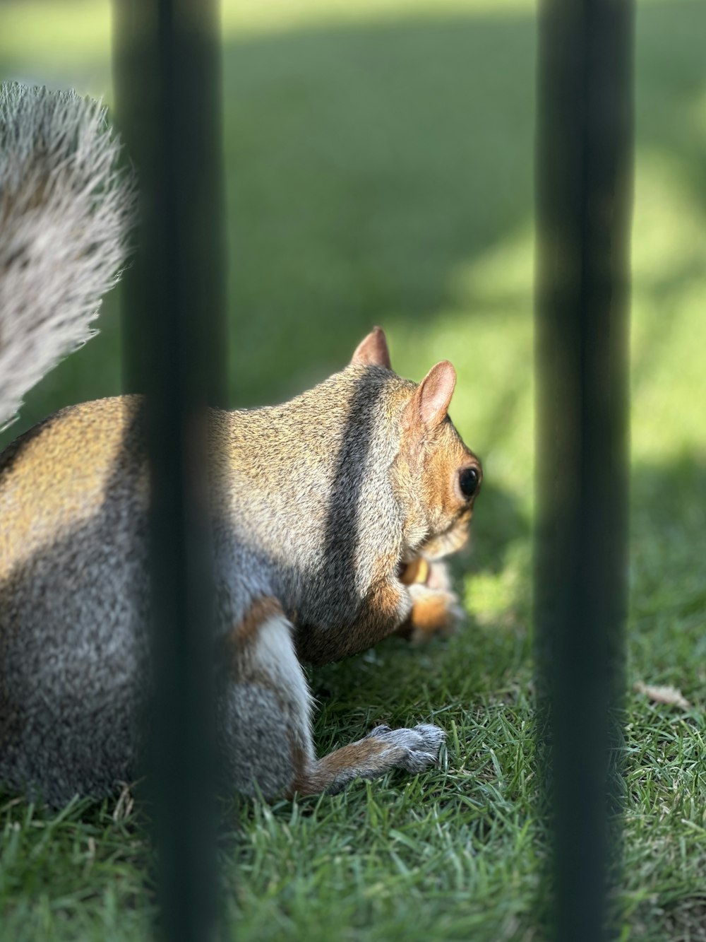 a squirrel sitting in the grass behind a fence
