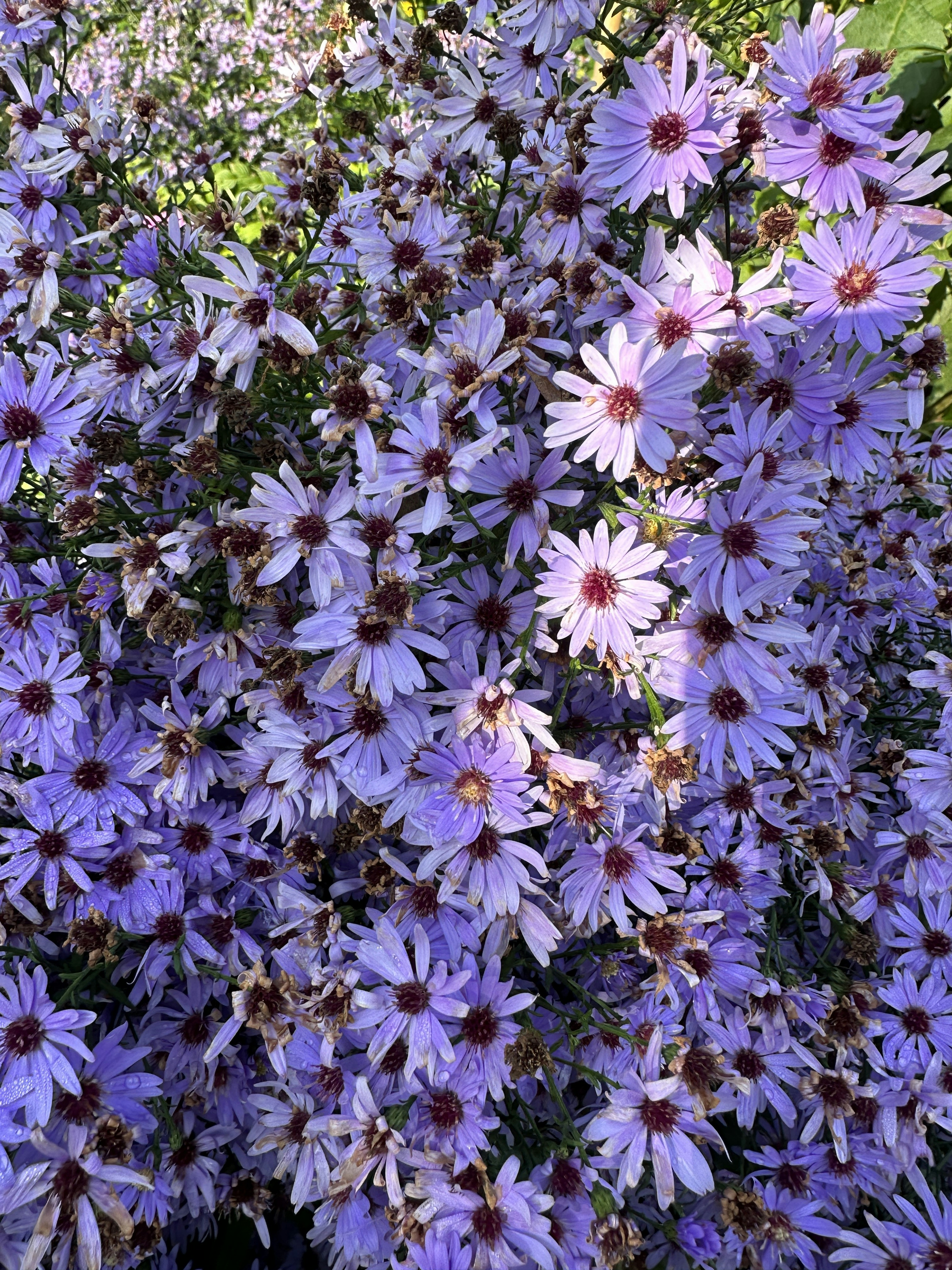 The Ultimate 2025 Fall Gardening Guide: How to Grow Perfect Tartarian Aster