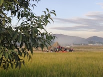 A rural landscape featuring a field of ripe crops with a large tree in the foreground. In the middle ground, workers operate a red tractor near a haystack, while mountains rise in the background under a partly cloudy sky.