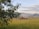 A rural landscape featuring a field of ripe crops with a large tree in the foreground. In the middle ground, workers operate a red tractor near a haystack, while mountains rise in the background under a partly cloudy sky.