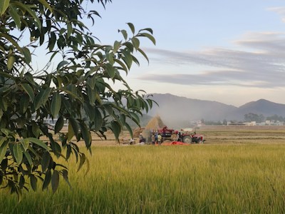A rural landscape featuring a field of ripe crops with a large tree in the foreground. In the middle ground, workers operate a red tractor near a haystack, while mountains rise in the background under a partly cloudy sky.