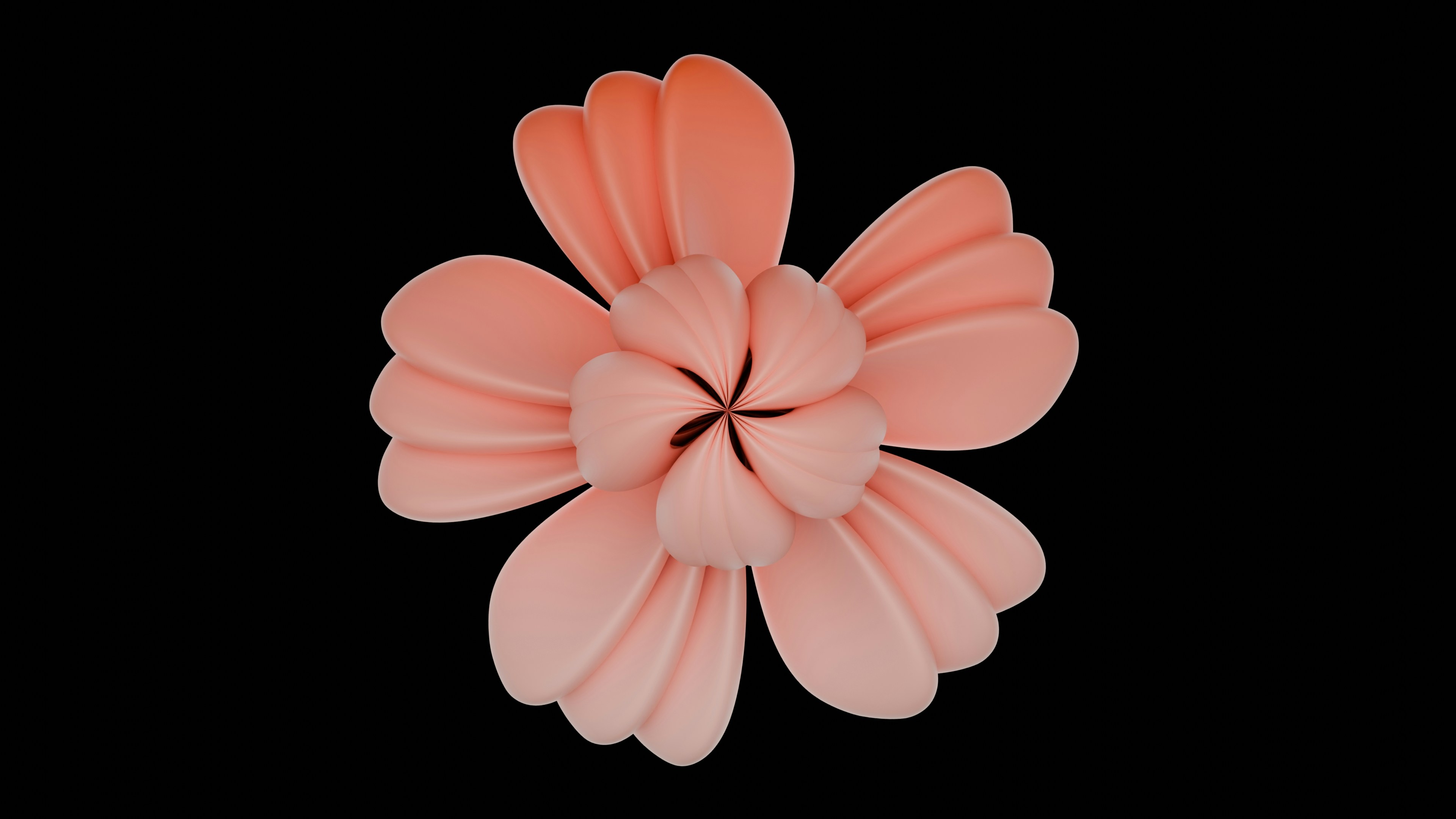 eine rosa Blume auf schwarzem Hintergrund