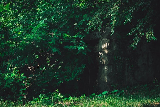 A dark jungle scene with golden light filtering through dense leaves, revealing a hidden ancient chest.