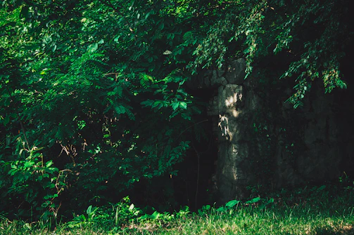 A serene Celtic forest scene with ancient stone ruins wrapped in ivy and soft dappled light.