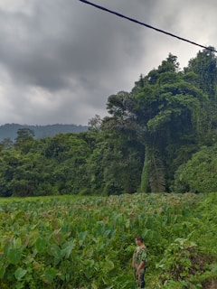 A lush green landscape with dense foliage and tall trees under a cloudy sky. A person is standing amidst a field of large, leafy plants. The scene conveys a sense of natural abundance and tranquility.