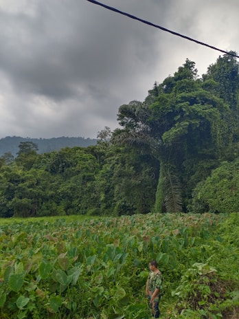 A lush green landscape with dense foliage and tall trees under a cloudy sky. A person is standing amidst a field of large, leafy plants. The scene conveys a sense of natural abundance and tranquility.