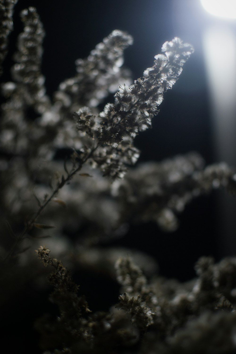 a close up of a plant with a street light in the background