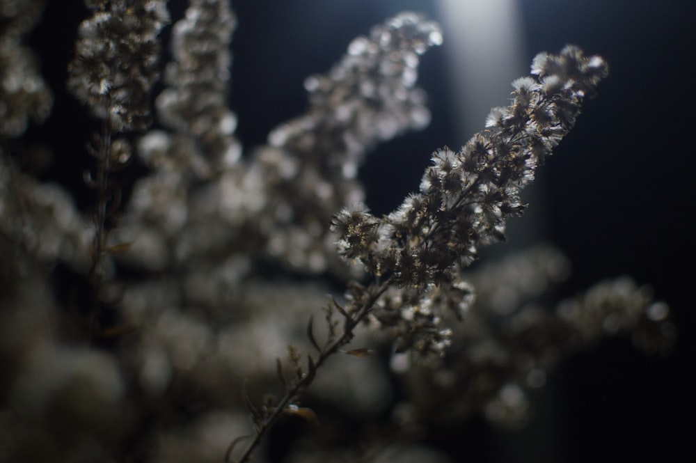 a close up of a plant with a street light in the background