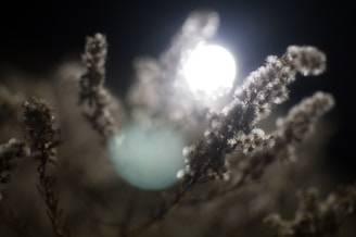 a close up of a plant with a full moon in the background