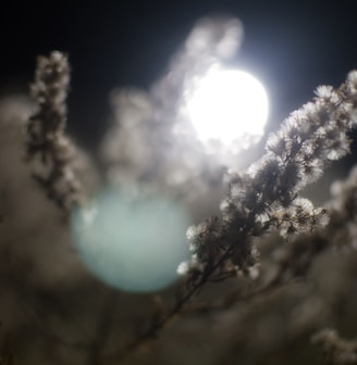 a close up of a plant with a full moon in the background