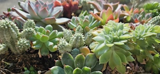 Close-up of assorted colorful succulents in natural light