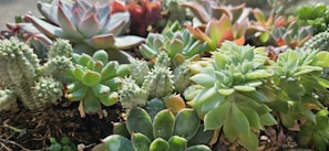 Close-up of assorted colorful succulents in natural light
