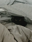 A close-up of a cat’s curious eyes peeking out from a cozy bed.