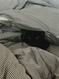 A close-up of a rescued cat’s bright eyes peeking from a cozy bed