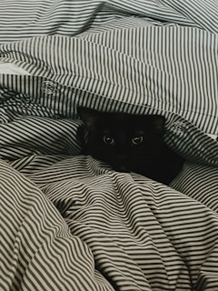 A close-up of a rescued cat’s bright eyes peeking from a cozy bed