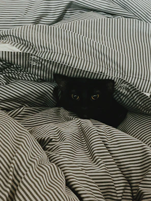 A close-up of a cat’s curious eyes peeking out from a cozy bed.