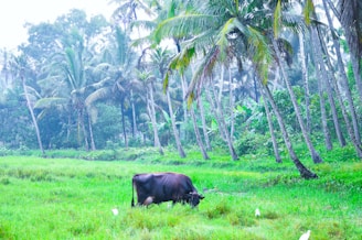 A cow is grazing in a lush green field surrounded by tall palm trees. The background is dense with tropical vegetation, showcasing a serene and natural environment.