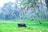 A cow is grazing in a lush green field surrounded by tall palm trees. The background is dense with tropical vegetation, showcasing a serene and natural environment.