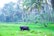 A cow is grazing in a lush green field surrounded by tall palm trees. The background is dense with tropical vegetation, showcasing a serene and natural environment.