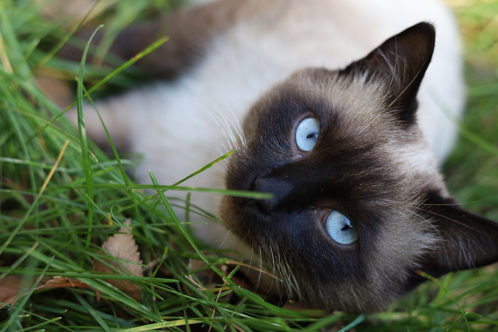 a cat with blue eyes laying in the grass