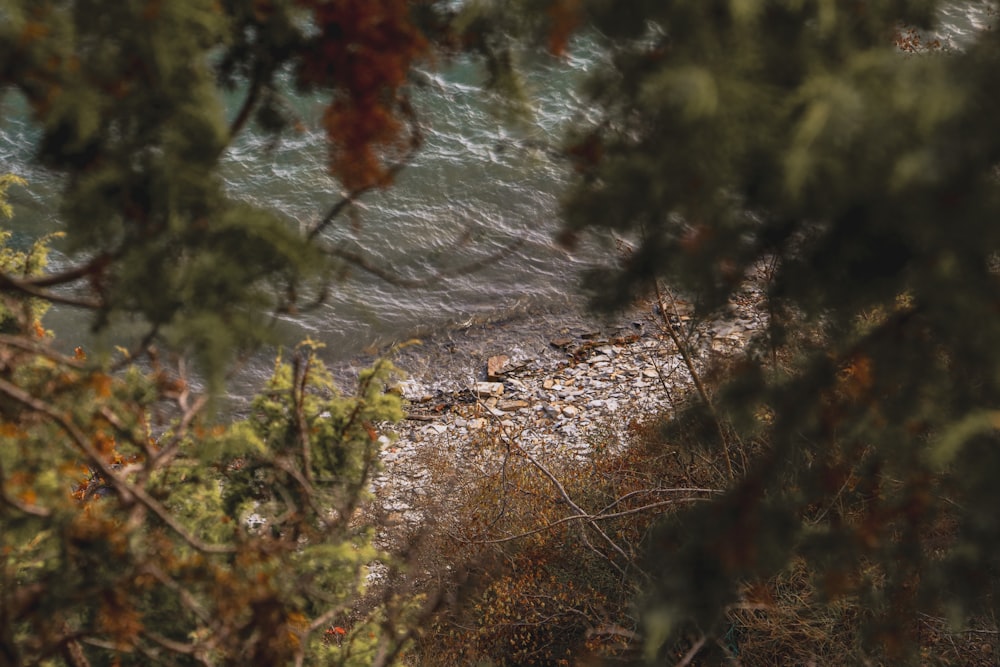 a view of a body of water through some trees